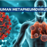 Human-Metapneumovirus-HMPV-Virus-